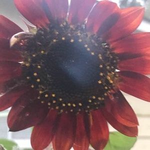 Meet your Posher, Rose